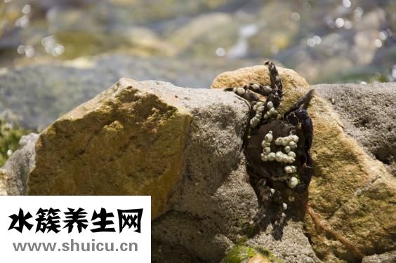 肝上長腫瘤好治嗎