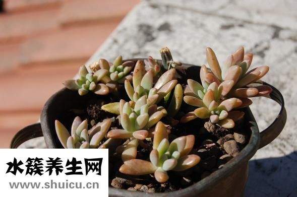 臘魚怎么吃