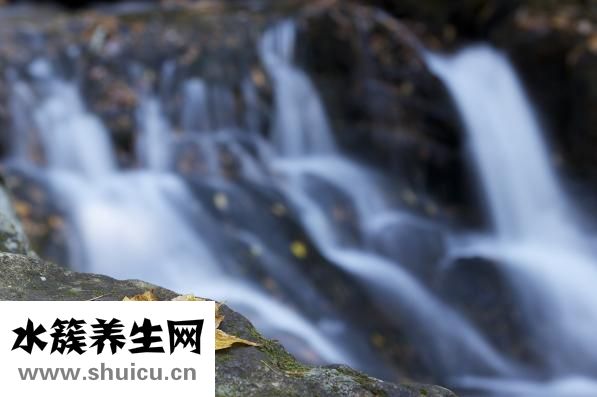 蘇子葉咸菜