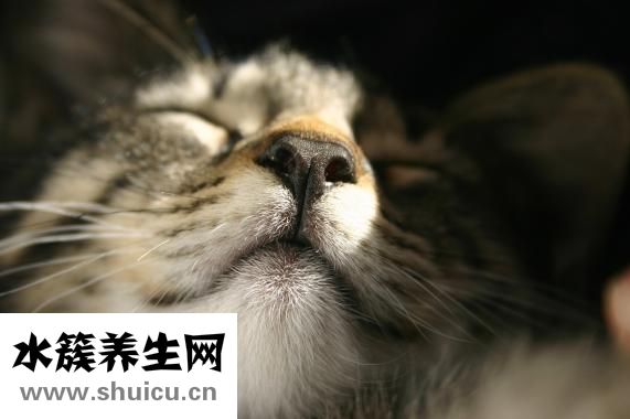隆鼻價格多少錢