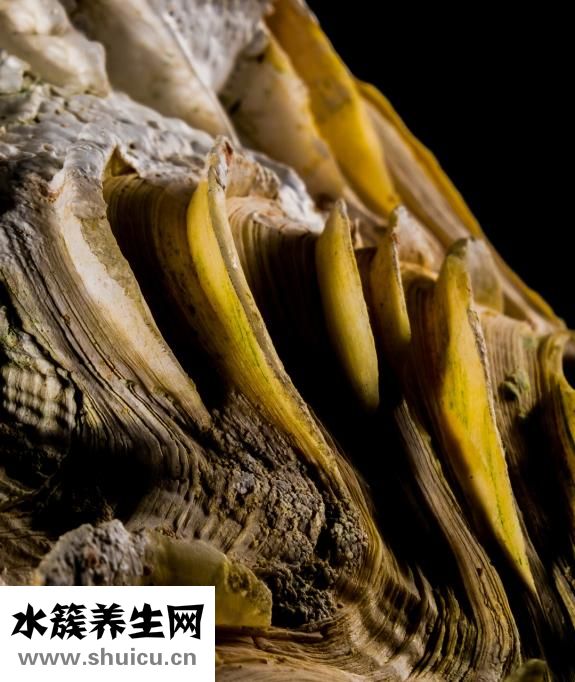 雪花梨圖片