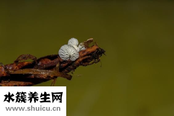 松針層孔菌
