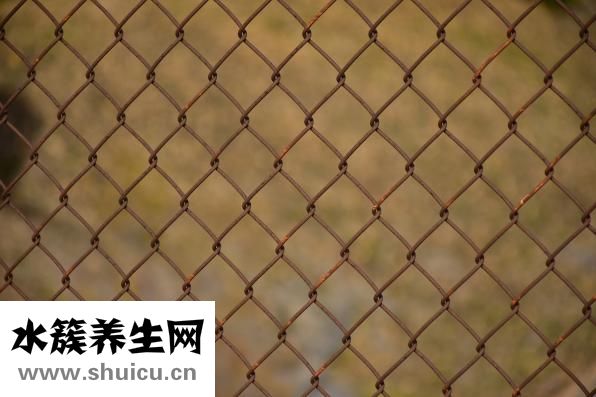 牙粉怎么用
