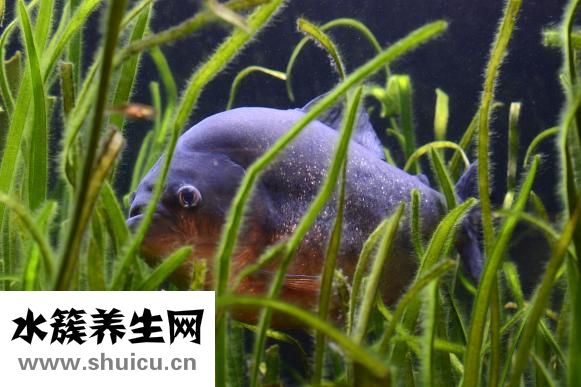 藥物流產多少錢費用