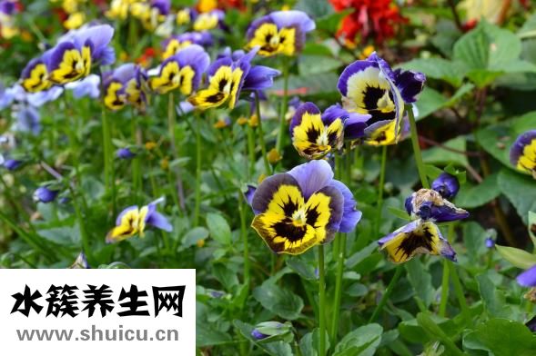 有蛀牙怎么辦