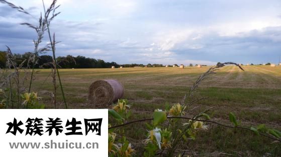 銀翹散方解