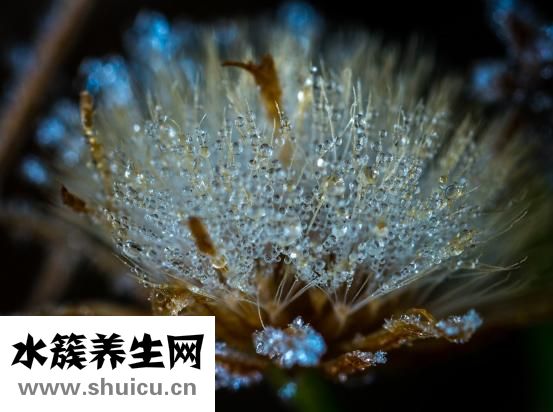 霧水葛圖片