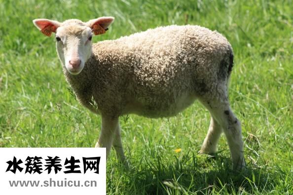 羊肉補什么