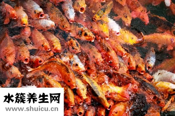 水魚的功效
