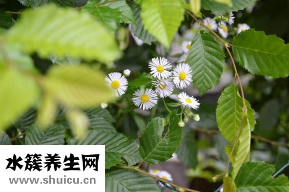 黃綠色的痰