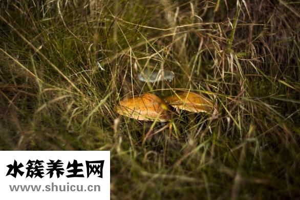 生蠔哪不能吃