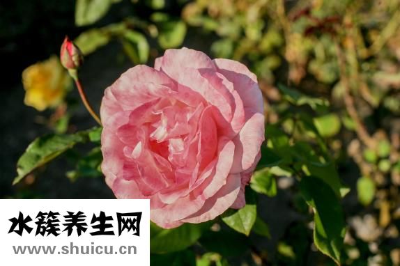 野百合花圖片