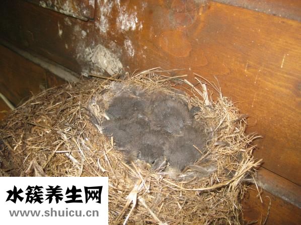 燕窩的營養