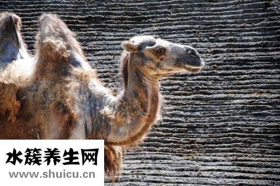 駝奶怎么喝