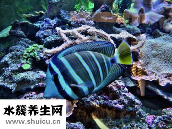 紅燒海鱸魚