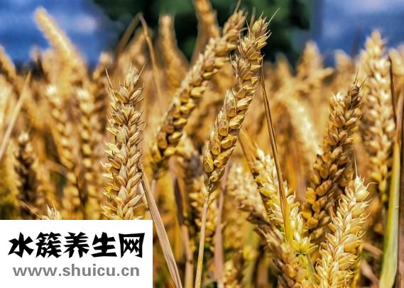 面粉保質期