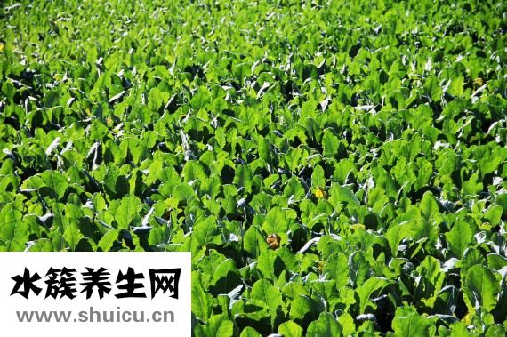 鐵觀音紅茶