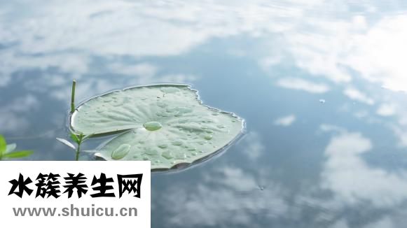 西紅柿蛋炒飯