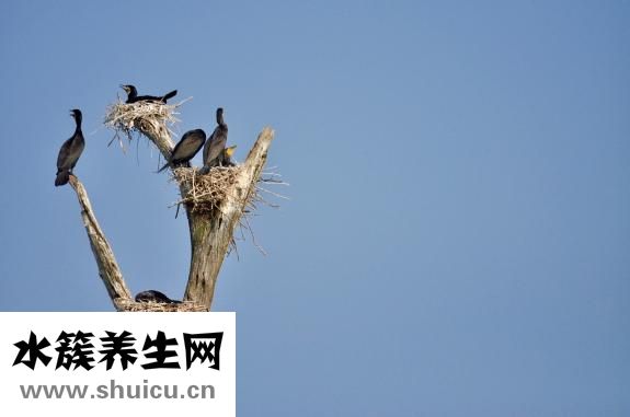 燕窩的營養