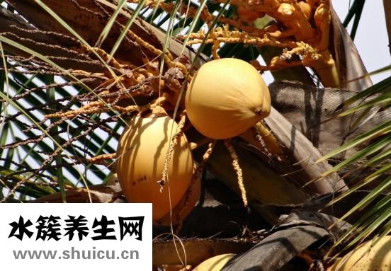 椰子怎么開