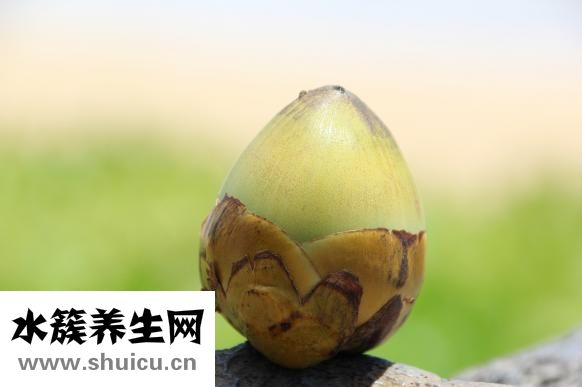 椰子怎么開
