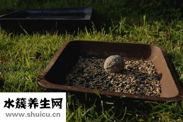 菠蘿的營養