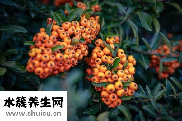 芋圓的熱量