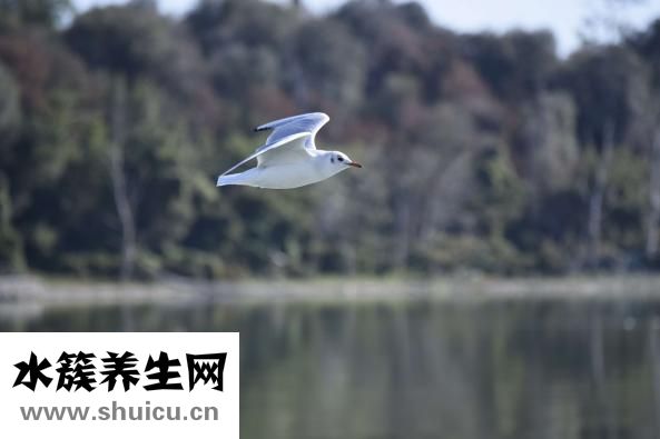西梅的功效