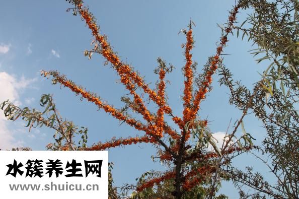 香菇豆腐湯