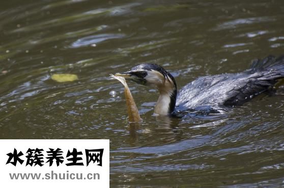 水魚的功效