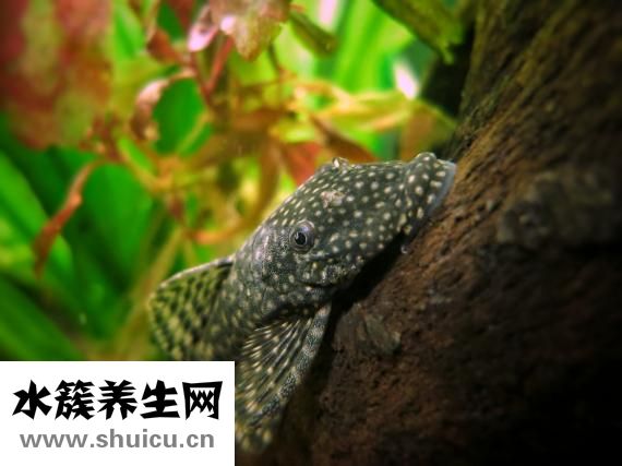水魚的功效