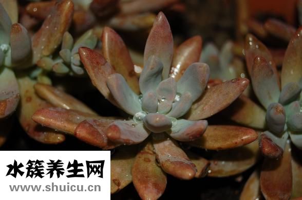 生蠔要蒸多久