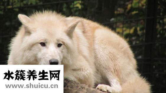 新生兒卡介苗