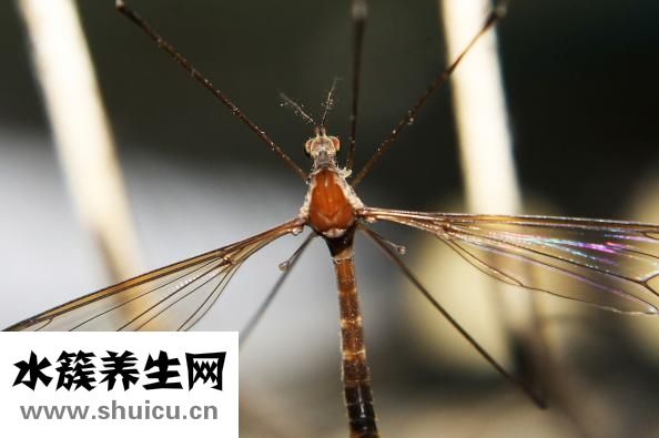 蚊香液有毒嗎