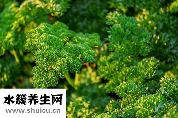 蝦油怎么吃