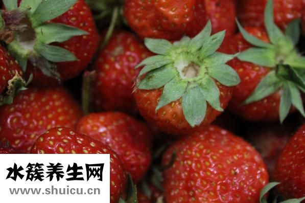 草莓苗的價格