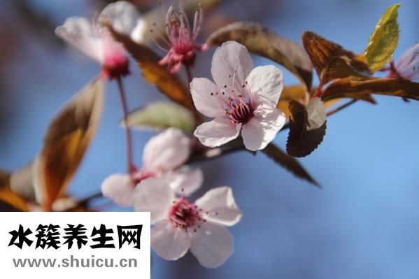 婦科養榮膠囊