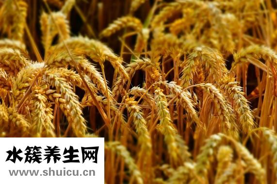 玉米畝產量