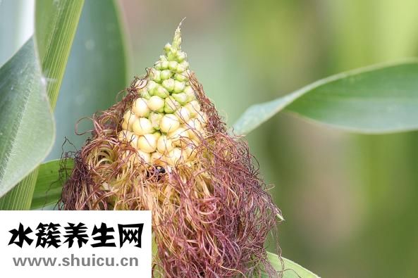 玉米畝產量