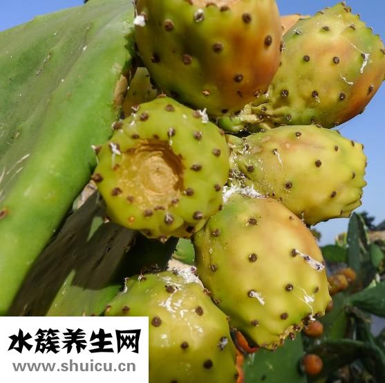 水果酸奶燕麥