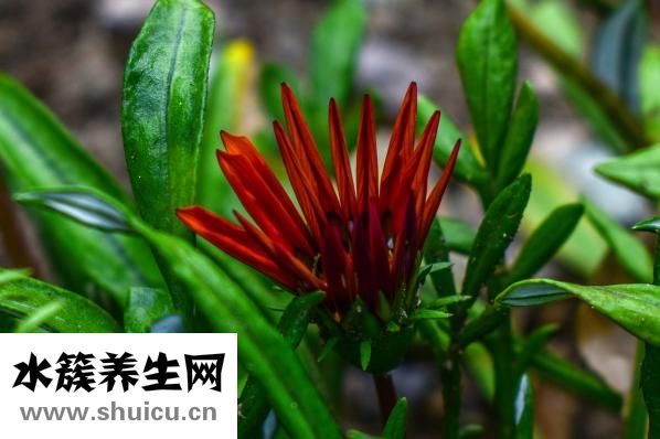 三七植物圖片