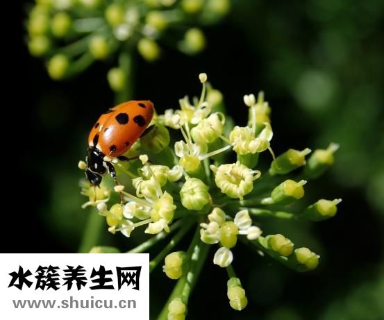 香菜的功效