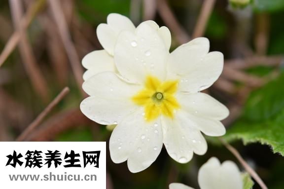 月見草油膠囊