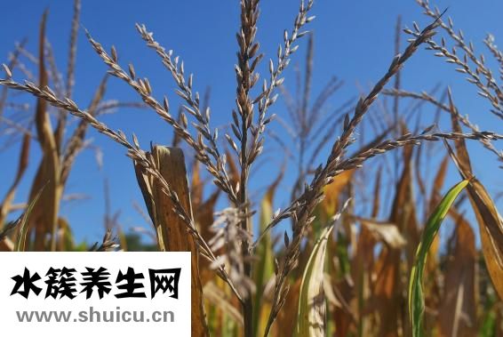 玉米畝產量