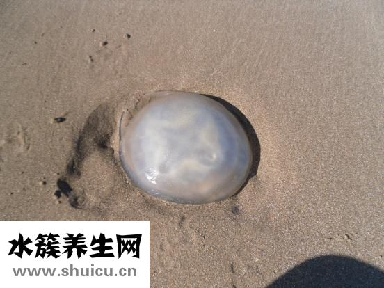 蝦油怎么吃