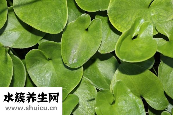 三七植物圖片