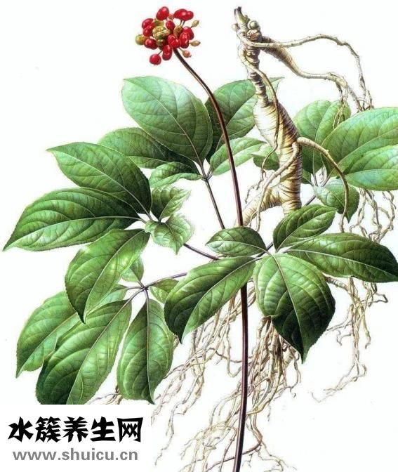 營養神經的食物