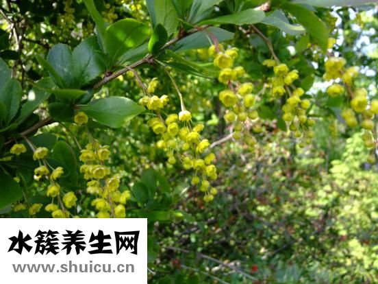 鹽酸小檗胺片