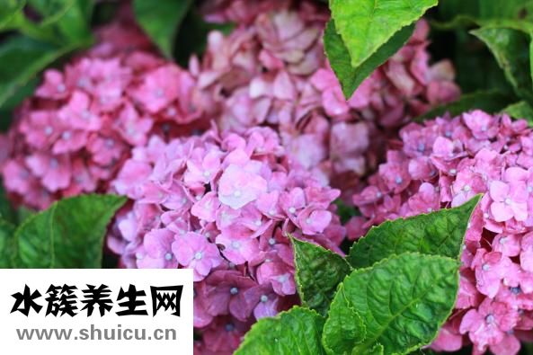 金鎮口服溶液