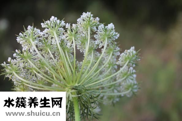 蔬菜窩窩頭